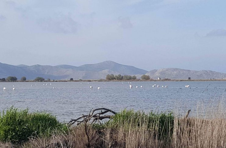 ΔΕΙΤΕ ΦΩΤΟ Μοναδικής ομορφιάς εικόνες με τα φλαμίγκο και πάλι στην Αλυκή