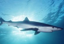 Σκόπελος: Έπιασαν καρχαρία μήκους επτά μέτρων!