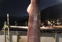 Έπιασαν στα δίχτυα: καρχαρία – «προσκυνητή» ή «σαπουνά» μήκους 3,5 με 4 μέτρα (ΦΩΤΟ)