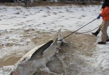 Απίστευτο… Πάγωσαν μέχρι θανάτου και οι καρχαρίες στις Ηνωμένες Πολιτείες!