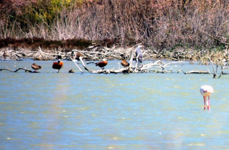 Δράσεις προστασίας και ανάδειξης Υγροτόπων Περιφέρειας Ν. Αιγαίου, δικτύου NATURA 2000», ύψους 237.508,00 €