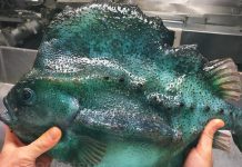 Απίστευτο! Δεν θα πιστεύετε τι ψάρεψε ο τύπος! (pics)