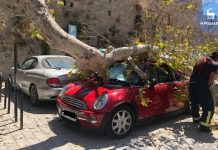 Ρόδος: Τμήμα τεράστιου δέντρου κατέρρευσε στην Παλιά Πόλη (ΦΩΤΟ)