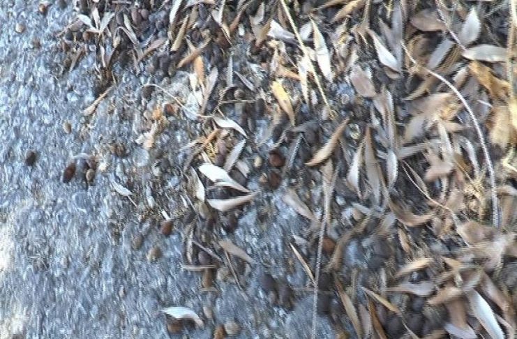 HΛΙΑΣ ΜΑΛΙΛΗΣ: ΣΟΒΑΡΗ Η ΖΗΜΙΑ ΦΕΤΟΣ ΣΤΟΝ ΕΛΑΙΟΚΑΡΠΟ ΑΠΟ ΤΟΝ ΔΑΚΟ