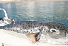 Κρήτη: Συνταγή γιαγιάς με… λαγοκέφαλο και… μπόνους δωμάτιο σε νοσοκομείο!