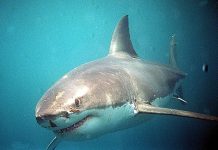 Τεράστιος καρχαρίας χτυπά βάρκα (ΒΙΝΤΕΟ)