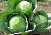 Τα φύλλα του λάχανου είναι σαν μαγνήτες για τις ασθένειες (ΒΙΝΤΕΟ)