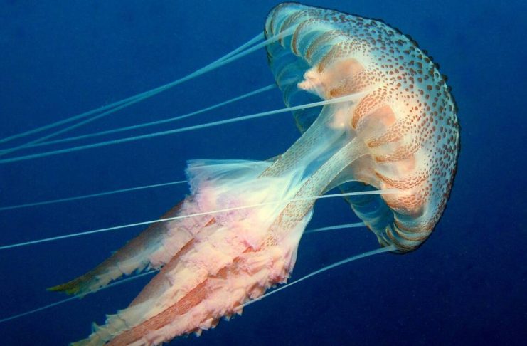 Ανησυχία στην Κρήτη: Δείτε το ασυνήθιστο είδος τσούχτρας που εμφανίστηκε στις παραλίες (ΦΩΤΟ)