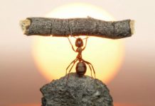 Έτσι θα Κρατήσετε τα Μυρμήγκια Μακριά από το Σπίτι σας