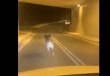 Το αγριογούρουνο που κινείται πιο γρήγορα και από αυτοκίνητο (βίντεο)