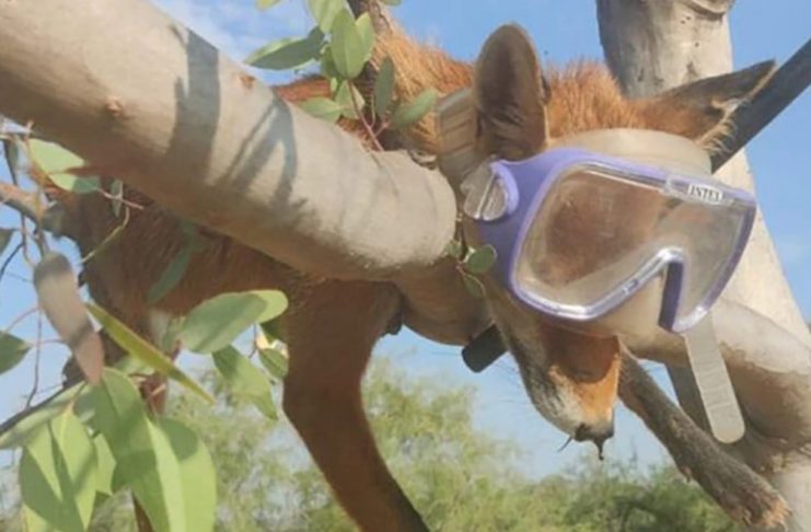 Κτηνωδία στο Σχινιά Αττικής: Κρέμασαν νεκρή αλεπού πάνω σε δέντρο με μάσκα και αναπνευστήρα!