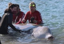 Συγκίνηση για το κήτος που «επέλεξε» να βγει στον Άλιμο για βοήθεια: Πάσχει από σοβαρή πάθηση