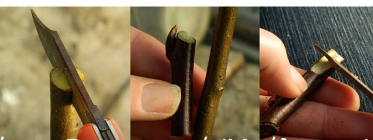 Πως να Κάνετε Εμβολιασμό (Μπόλιασμα) σε Καρποφόρα Δέντρα στον Κήπο Σας