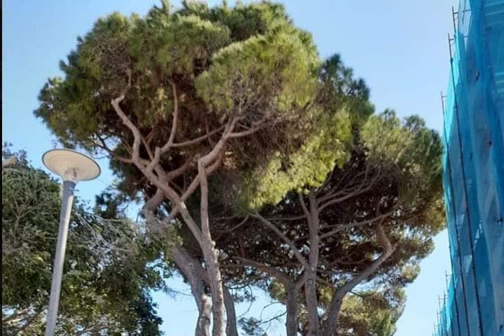 Πολλές οι αντιδράσεις για την απόφαση να αφαιρεθούν τα παλιά πεύκα κάτω από το Δημαρχείο Κω!