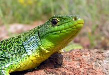 Ινδοί βίασαν, σκότωσαν, μαγείρεψαν και έφαγαν σαύρα υπό εξαφάνιση!