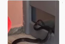 ΒΙΝΤΕΟ Φίδι σε εξοχικό σπίτι στην Κω