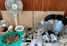 Συνελήφθη ημεδαπός που είχε αναπτύξει εσωτερικού τύπου καλλιέργεια ναρκωτικών στην Κω | Κατασχέθηκαν 1,3 κιλά κάνναβης και εξοπλισμός