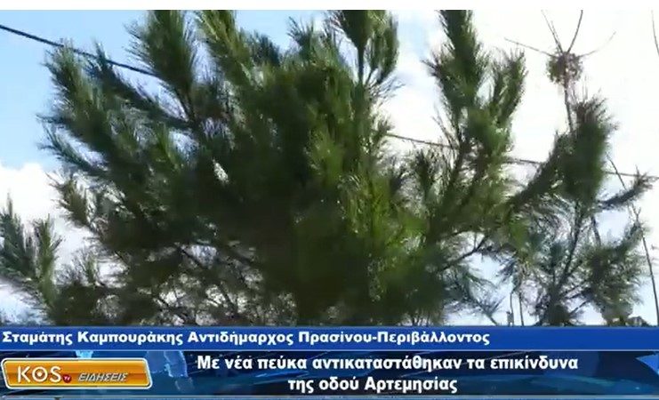 ΒΙΝΤΕΟ Με νέα πεύκα αντικαταστάθηκαν τα επικίνδυνα της οδού Αρτεμισίας