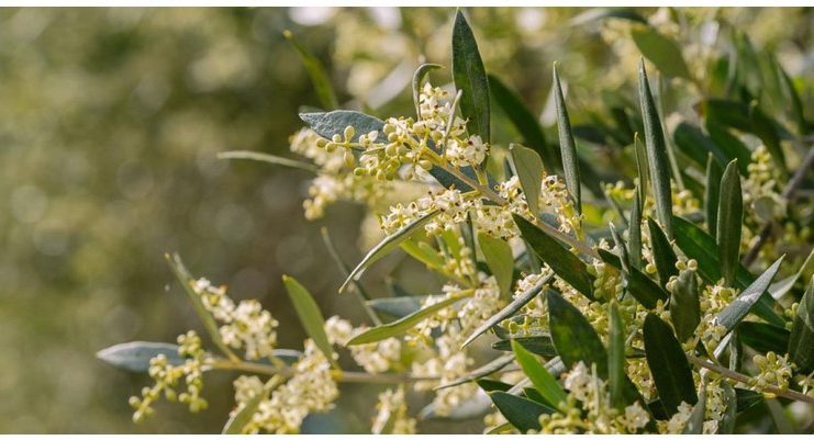 Η φύση «τρελάθηκε» στην Κρήτη: Άνθισαν ελιές και ζουμπούλια, βλάστησαν τα αμπέλια!