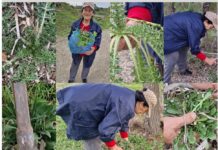 Σταμναγκάθια από την Κω | Δύσκολο το μάζεμα, αλλά εξαιρετικά σε ιδιότητες χόρτα