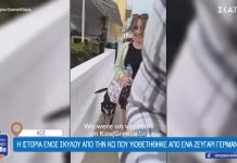 Η ιστορία ενός σκύλου από την Κω που υιοθετήθηκε από ένα ζευγάρι Γερμανών | Όπου Υπάρχει Ελλάδα BINTEO