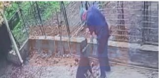 Πώς έγινε η άγρια επίθεση του ροτβάιλερ στον 76χρονο στην Καλαμάτα – Βίντεο ντοκουμέντο λίγο πριν ο σκύλος αρπάξει τον ιδιοκτήτη του