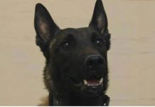 «Αφαίρεσαν τη ζωή από τον Echo μας»: Πέθανε ο σκύλος που είχε βρει νεκρό τον Μπάμπη Κούτσικο και συμμετείχε στις έρευνες για τον Βασίλη Καλογήρου