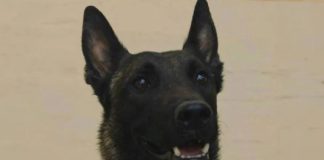 «Αφαίρεσαν τη ζωή από τον Echo μας»: Πέθανε ο σκύλος που είχε βρει νεκρό τον Μπάμπη Κούτσικο και συμμετείχε στις έρευνες για τον Βασίλη Καλογήρου