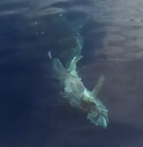 Άναυδοι έμειναν ψαράδες της Καρπάθου από ένα τεράστιο σκυλόψαρο που καταβρόχθιζε τόνο (ΒΙΝΤΕΟ)