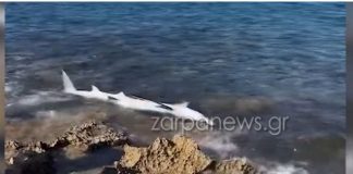 Xανιά | Απίστευτες εικόνες στην παραλία του Σταυρού: Ξεβράστηκε καρχαριοειδές στα βράχια | Video