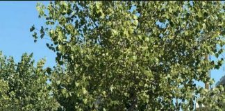 Αναγνώστρια: Κάτι πρέπει να γίνει με τα διαρκώς παρκαρισμένα σε πεζόδρομους οχήματα