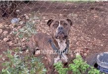 H ανάρτηση του καταφυγίου για την τραγωδία: «Το πίτμπουλ που ενεπλάκη δεν ήταν προς υιοθεσία και το τραγικό συμβάν δεν έγινε στο σπίτι της γιαγιάς»