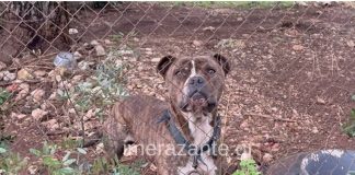 H ανάρτηση του καταφυγίου για την τραγωδία: «Το πίτμπουλ που ενεπλάκη δεν ήταν προς υιοθεσία και το τραγικό συμβάν δεν έγινε στο σπίτι της γιαγιάς»