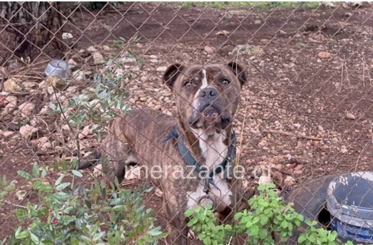 H ανάρτηση του καταφυγίου για την τραγωδία: «Το πίτμπουλ που ενεπλάκη δεν ήταν προς υιοθεσία και το τραγικό συμβάν δεν έγινε στο σπίτι της γιαγιάς»