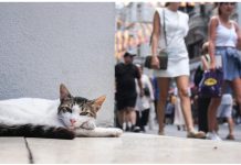 Μέσα στην πόλη που «κυβερνούν» οι γάτες: Η παράδοση από την Οθωμανική Αυτοκρατορία και τα ζώα-σύμβολα της Κωνσταντινούπολης