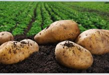 Αναγνώστρια: Ἡ πρωτογενὴς παραγωγὴ