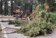 Πολιτική Προστασία και Πυροσβεστική στη Ζιά: Απομακρύνθηκαν εσπευσμένα 5 επικίνδυνα δέντρα