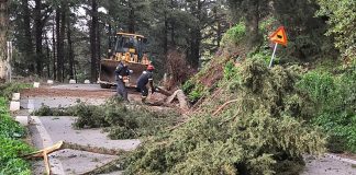 Πολιτική Προστασία και Πυροσβεστική στη Ζιά: Απομακρύνθηκαν εσπευσμένα 5 επικίνδυνα δέντρα