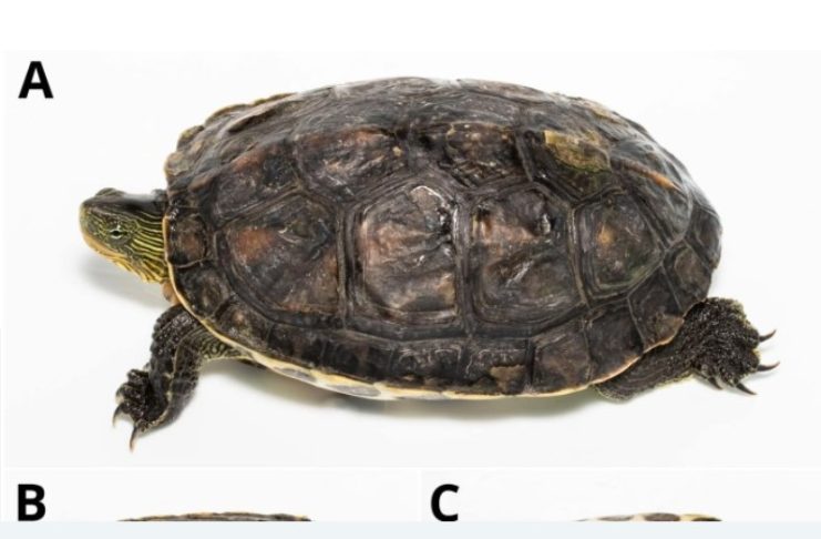 Πρώτη καταγραφή της κινέζικης νεροχελώνας στη Ρόδο – Προβληματισμός για τα τοπικά οικοσυστήματα