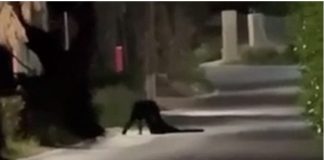 Λύθηκε το μυστήριο με τη «μαύρη σκιά» στη Λέρο – Συνελήφθη 34χρονος που προκαλούσε φόβο