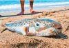 Η πραγματική απειλή στις ελληνικές θάλασσες: Οι λαγοκέφαλοι έφτασαν μέχρι τον Σαρωνικό και δαγκώνουν