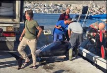 Ψαράς στη Κάλυμνο έπιασε γιγαντιαίο τόνο πάνω από 200 κιλά! – Εντυπωσιακές εικόνες