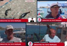 Alpha: Σε απόγνωση οι ψαράδες της Κω από τους λαγοκέφαλους – Εγκαταλείπουν τα καΐκια τους από τα 350 έμειναν μόνο τα 80 σε Νίσυρο & Κω