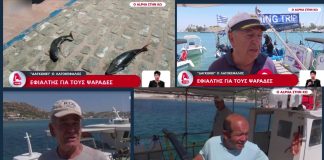 Alpha: Σε απόγνωση οι ψαράδες της Κω από τους λαγοκέφαλους – Εγκαταλείπουν τα καΐκια τους από τα 350 έμειναν μόνο τα 80 σε Νίσυρο & Κω